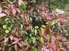 Pentaphylax euryoides