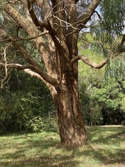 Eucalyptus nicholii