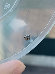 Phrynocaria gratiosa