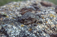 Alytes cisternasii