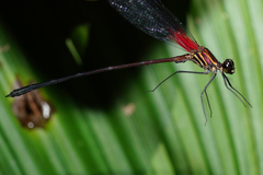 Hetaerina fuscoguttata