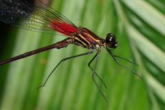 Hetaerina fuscoguttata