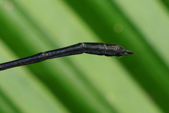 Hetaerina fuscoguttata