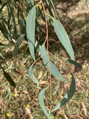Eucalyptus nicholii