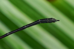 Hetaerina fuscoguttata