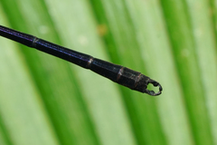 Hetaerina fuscoguttata