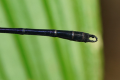 Hetaerina fuscoguttata