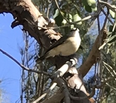 Acanthiza inornata
