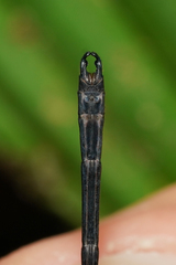 Hetaerina fuscoguttata