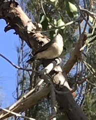 Acanthiza inornata