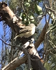 Acanthiza inornata