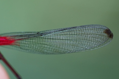 Hetaerina fuscoguttata