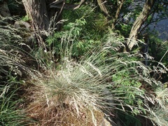 Festuca pallens