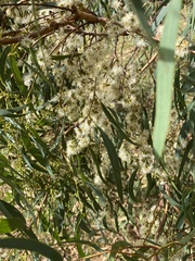 Eucalyptus nicholii