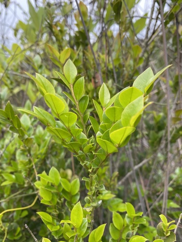 Diospyros vaccinioides