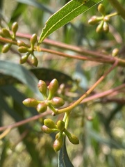 Eucalyptus nicholii