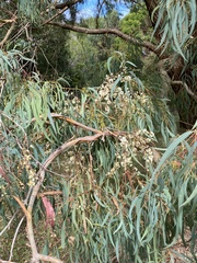 Eucalyptus nicholii