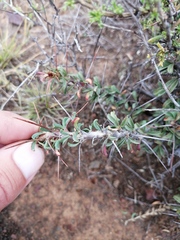 Monsonia salmoniflora
