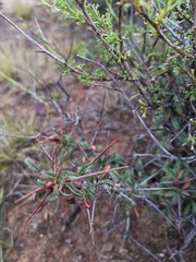 Monsonia salmoniflora