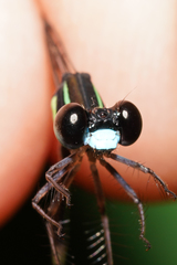 Palaemnema melanura