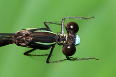 Palaemnema melanura