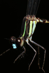 Palaemnema melanura