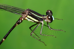 Palaemnema melanura