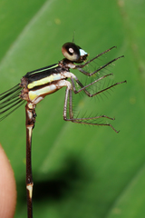 Palaemnema melanura
