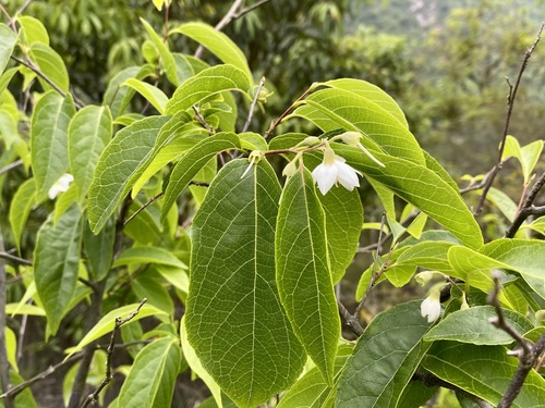 Styrax odoratissimus, photograph 6