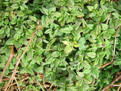 Koenigia campanulata