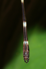 Palaemnema melanura