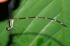 Palaemnema melanura