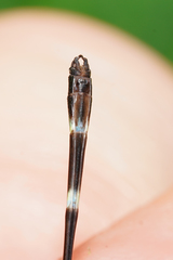 Palaemnema melanura