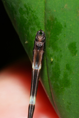 Palaemnema melanura