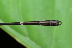 Palaemnema melanura