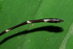 Palaemnema melanura