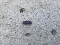 Armadillidium vulgare