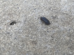 Armadillidium vulgare