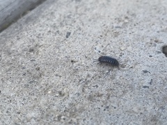 Armadillidium vulgare