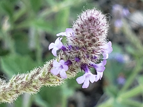 iNaturalist observation photo of western vervain