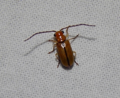 Palpoxena nigromarginata