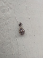 Phrynocaria gratiosa