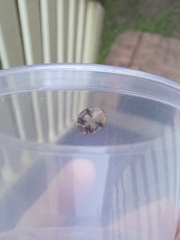 Phrynocaria gratiosa