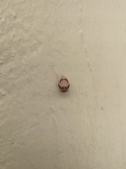 Phrynocaria gratiosa