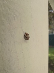 Phrynocaria gratiosa