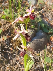 Ophrys exaltata arachnitiformis