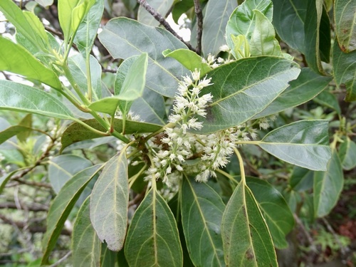 Chinese sweetspire (Itea chinensis)