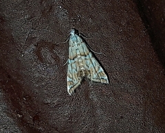 Eoparargyractis