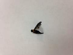 Chrysopilus thoracicus