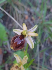 Ophrys exaltata arachnitiformis